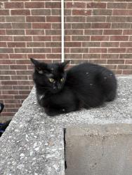 Lost Female Cat last seen Simmons and Oak Trl, 407, Lewisville, TX 75077
