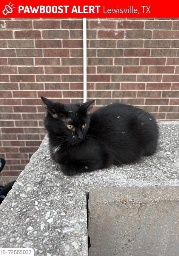 Lost Female Cat last seen Simmons and Oak Trl, 407, Lewisville, TX 75077