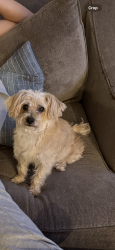 Lost Female Dog last seen AG Spanos , Stockton, CA 95209