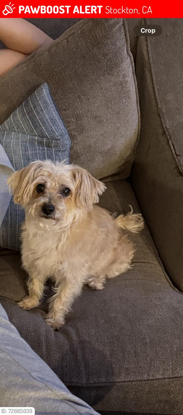 Lost Female Dog last seen AG Spanos , Stockton, CA 95209