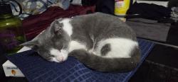 Lost Male Cat last seen Near 210, near The Real Deal Barber Shop in rocky Point , Rocky Point, NC 28457