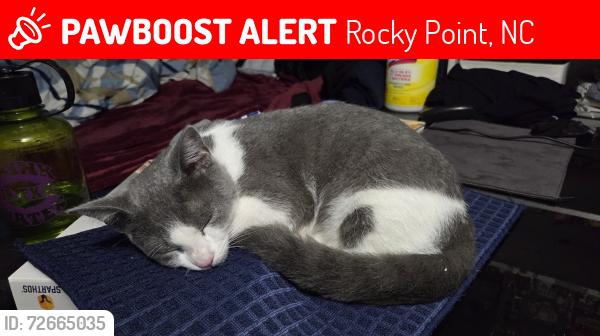 Lost Male Cat last seen Near 210, near The Real Deal Barber Shop in rocky Point , Rocky Point, NC 28457