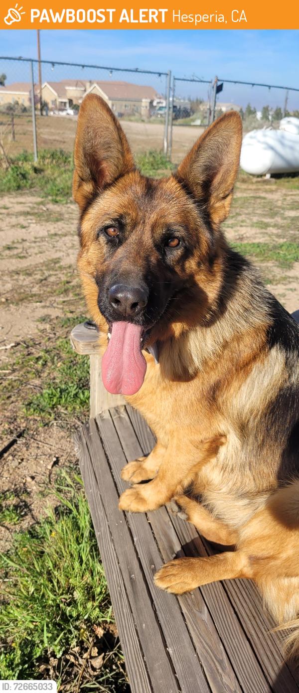 Found/Stray Female Dog last seen Mariposa and Mesquite, Hesperia, CA 92344