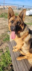 Found/Stray Female Dog last seen Mariposa and Mesquite, Hesperia, CA 92344