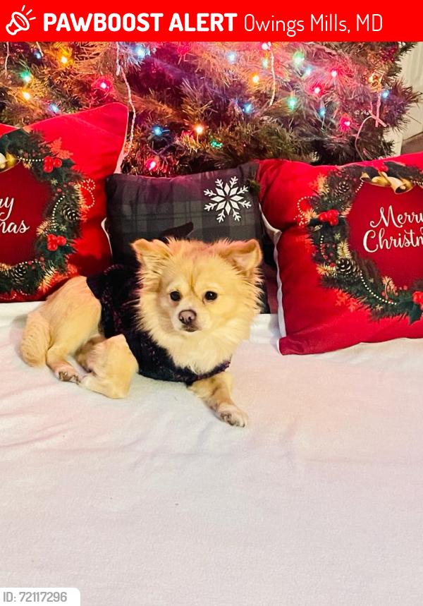 Lost Male Dog last seen Reisterstown road, Owings Mills, MD 21117