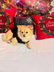 Lost Male Dog last seen Reisterstown road, Owings Mills, MD 21117