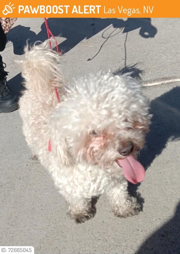 Found/Stray Male Dog last seen Smoke Ranch and Rainbow , Las Vegas, NV 89129