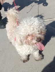 Found/Stray Male Dog last seen Smoke Ranch and Rainbow , Las Vegas, NV 89129