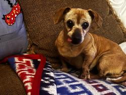 Found/Stray Female Dog last seen Drexel and Oates, Garland, TX 75043