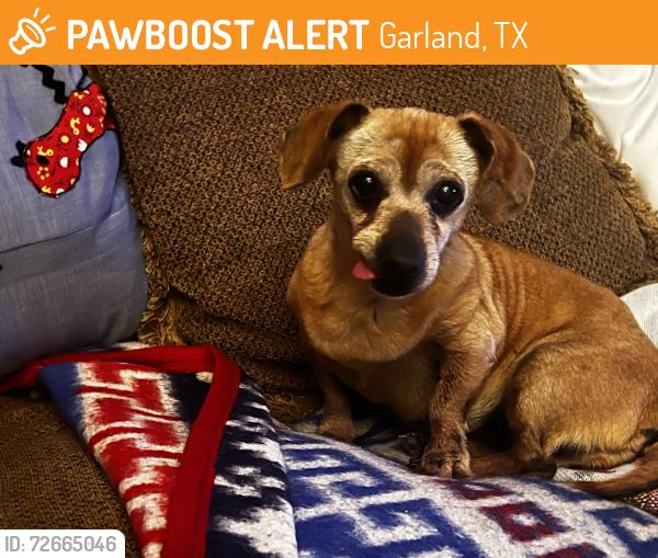 Found/Stray Female Dog last seen Drexel and Oates, Garland, TX 75043