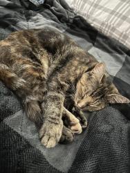Lost Female Cat last seen Near W Escalon Ave Clovis Ca , Clovis, CA 93612