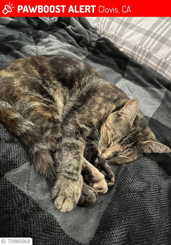 Lost Female Cat last seen Near W Escalon Ave Clovis Ca , Clovis, CA 93612