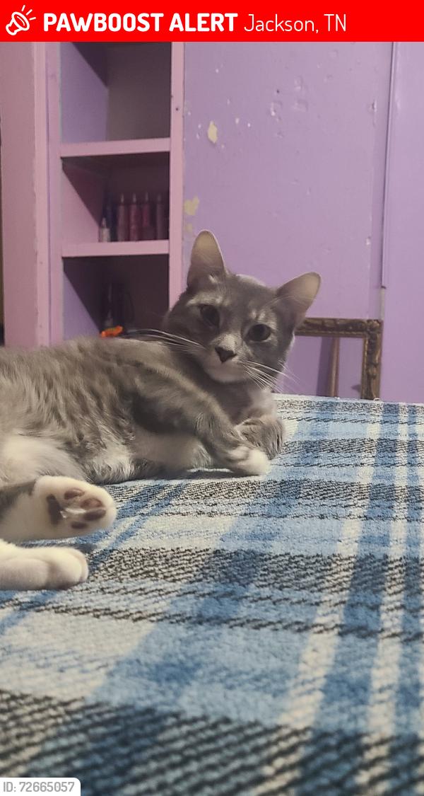 Lost Male Cat last seen Near Chester levee, Jackson, TN 38301