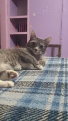 Lost Male Cat last seen Near Chester levee, Jackson, TN 38301