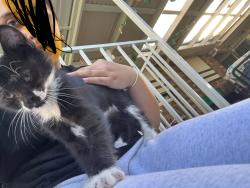 Lost Female Cat last seen Victoria drive , Thomastown, VIC 3074