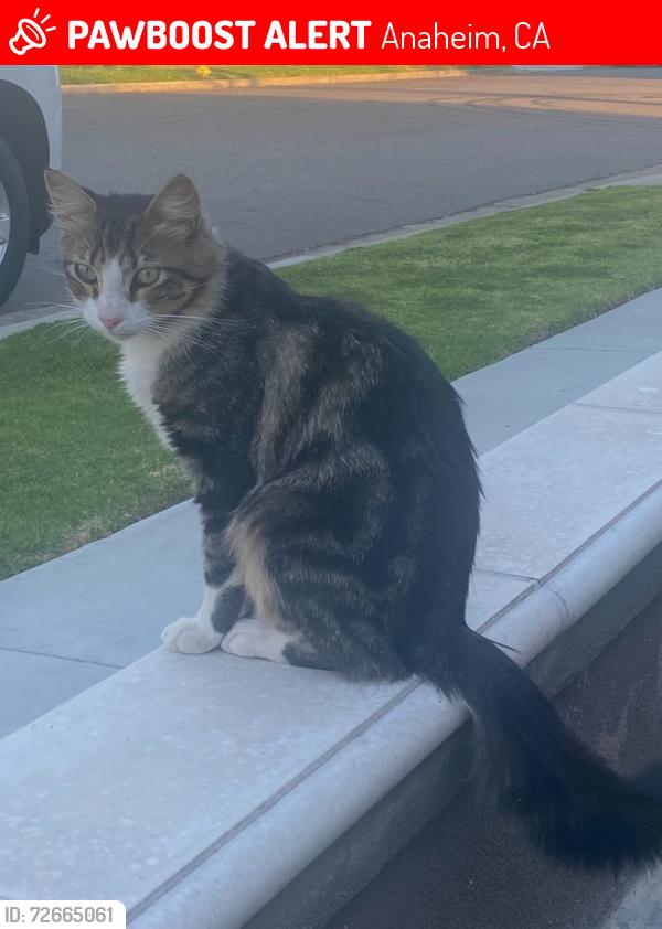 Lost Male Cat last seen Buena Park mall, Anaheim, CA 92801
