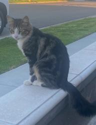 Lost Male Cat last seen Buena Park mall, Anaheim, CA 92801