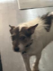 Lost Male Dog last seen 119-125 NW 15th Ter, Gainesville, FL 32601