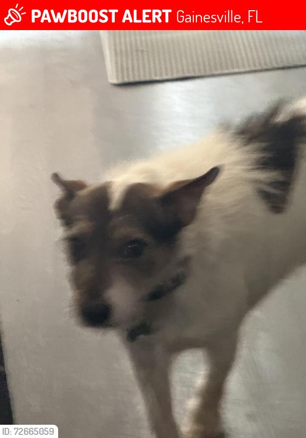 Lost Male Dog last seen 119-125 NW 15th Ter, Gainesville, FL 32601