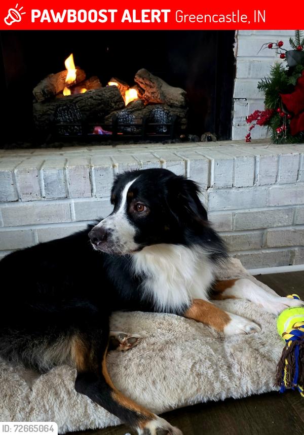 Lost Male Dog last seen Zinc Mills road, or Ivy tech in Greencastle In., Greencastle, IN 46135
