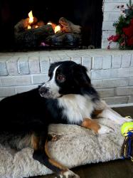 Lost Male Dog last seen Zinc Mills road, or Ivy tech in Greencastle In., Greencastle, IN 46135