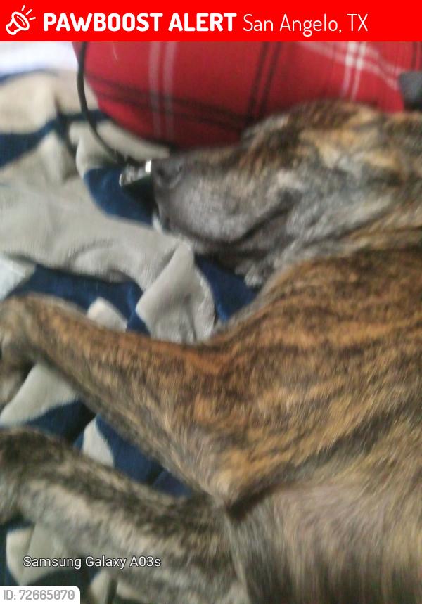 Lost Male Dog last seen 16th, San Angelo, TX 76903