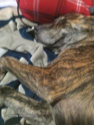 Lost Male Dog last seen 16th, San Angelo, TX 76903