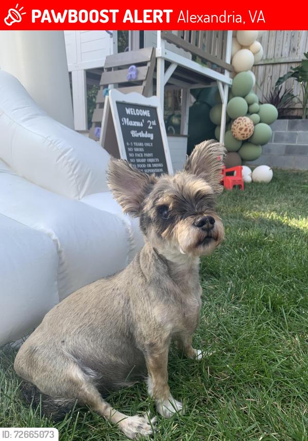 Lost Male Dog last seen 3rd street and chowan ave Alexandria, va 22312, Alexandria, VA 22312