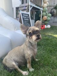 Lost Male Dog last seen 3rd street and chowan ave Alexandria, va 22312, Alexandria, VA 22312