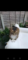 Lost Male Cat last seen South Hill Gardens , Belle Isle, England LS10
