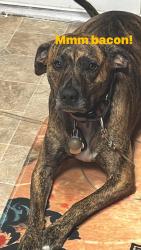 Lost Male Dog last seen Hillcrest dr and Lamont st , Johnson City, TN 37604