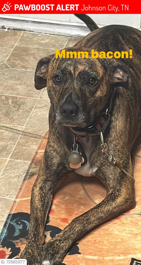 Lost Male Dog last seen Hillcrest dr and Lamont st , Johnson City, TN 37604