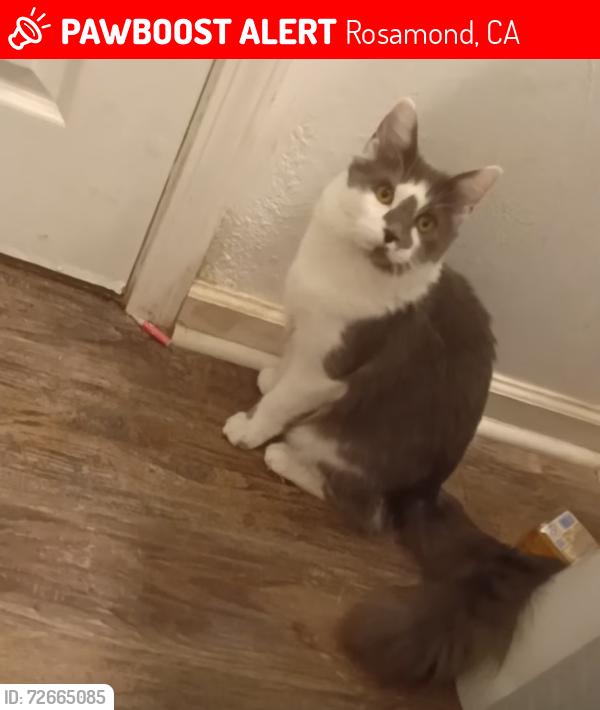 Lost Male Cat last seen Acacia st/poplar and Rosamond blvd//by the 711, Rosamond, CA 93560