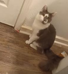 Lost Male Cat last seen Acacia st/poplar and Rosamond blvd//by the 711, Rosamond, CA 93560