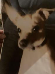 Lost Male Dog last seen AZ & 24th St area, Yuma, AZ 85364