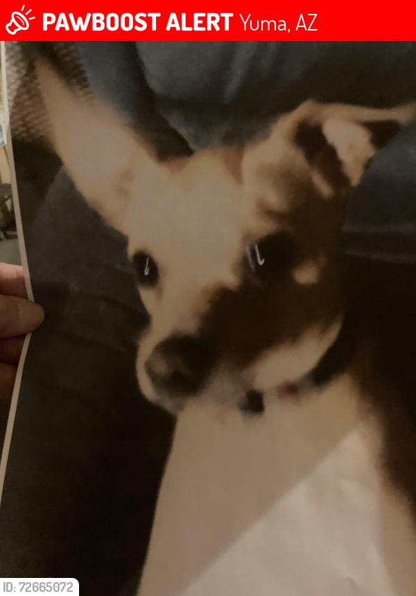 Lost Male Dog last seen AZ & 24th St area, Yuma, AZ 85364