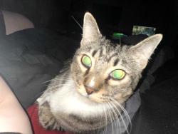 Lost Male Cat last seen Bryant Drive, Lilburn, GA 30047