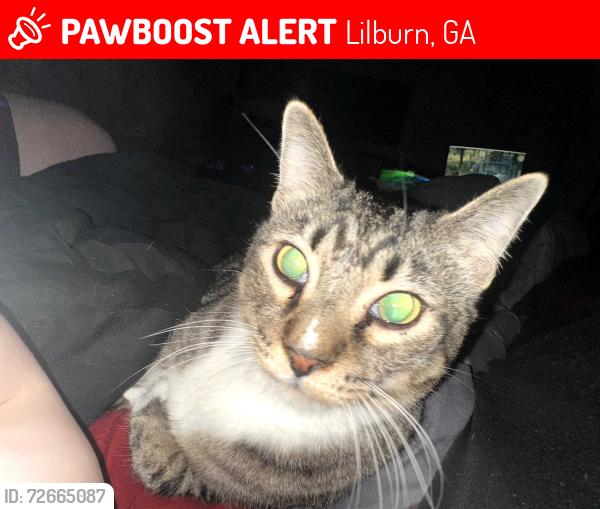 Lost Male Cat last seen Bryant Drive, Lilburn, GA 30047