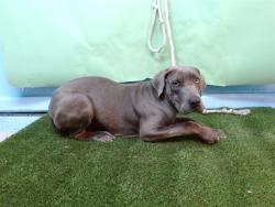 Shelter Stray Male Dog last seen , Gardena, CA 90248