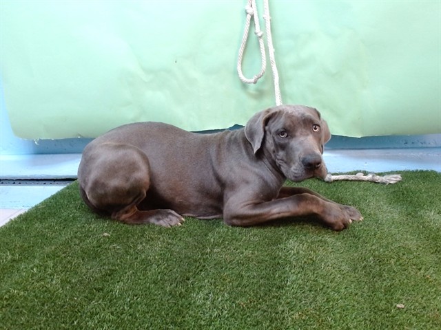 Shelter Stray Male Dog last seen , Gardena, CA 90248