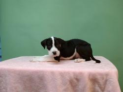 Shelter Stray Male Dog last seen , Gardena, CA 90248