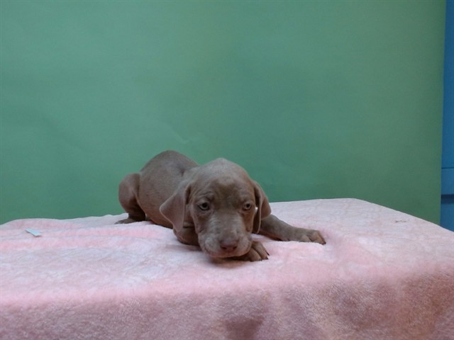 Shelter Stray Female Dog last seen , Gardena, CA 90248