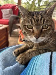 Lost Male Cat last seen Daly rd and Buena Vista Dr. , Ojai, CA 93023