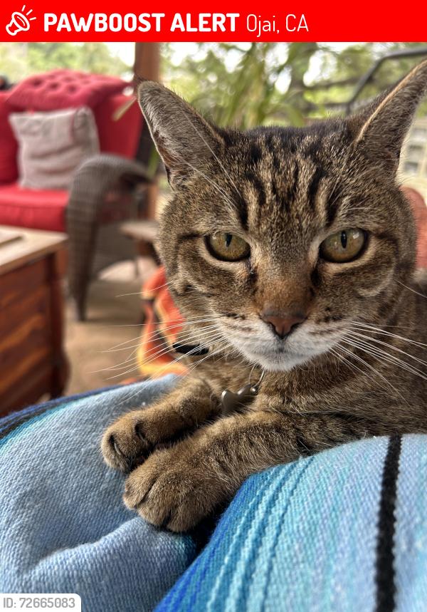 Lost Male Cat last seen Daly rd and Buena Vista Dr. , Ojai, CA 93023