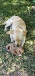Lost Male Dog last seen Mill Drive and Tamm Lane , Harlingen, TX 78552