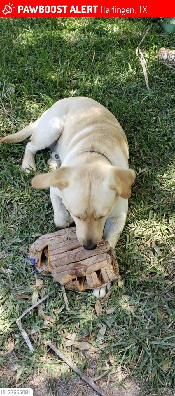 Lost Male Dog last seen Mill Drive and Tamm Lane , Harlingen, TX 78552