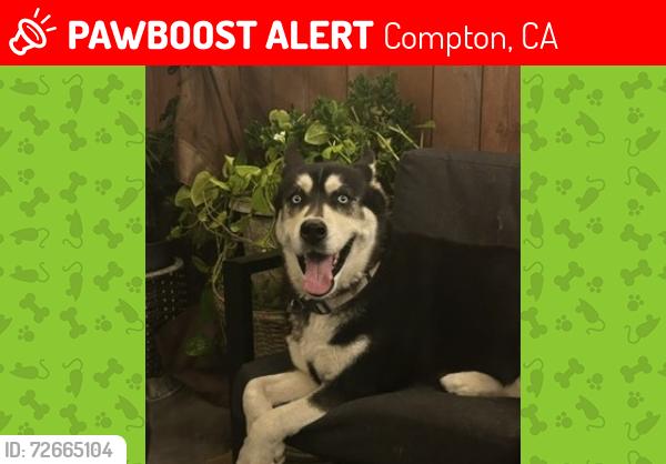 Lost Female Dog last seen San vicente and Castlegate, Compton, CA 90221