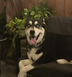 Lost Female Dog last seen San vicente and Castlegate, Compton, CA 90221