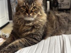 Lost Male Cat last seen Near vanowen st, Los Angeles, CA 91405