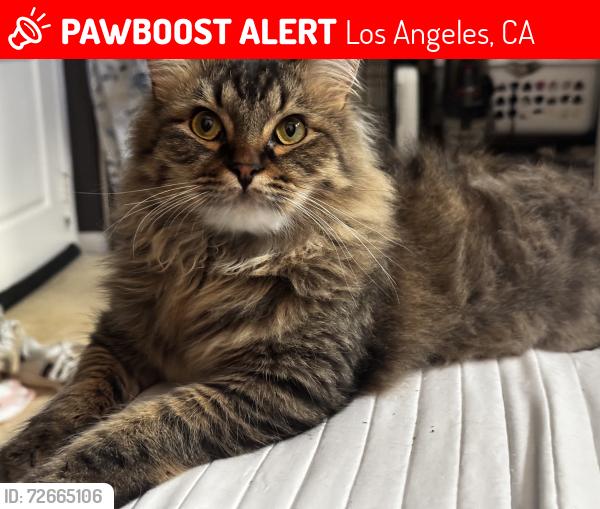 Lost Male Cat last seen Near vanowen st, Los Angeles, CA 91405